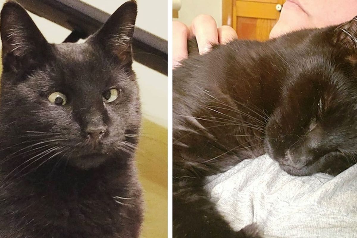Stray Cat with Crossed Eye Finds Someone He Loves and Won't Let Go