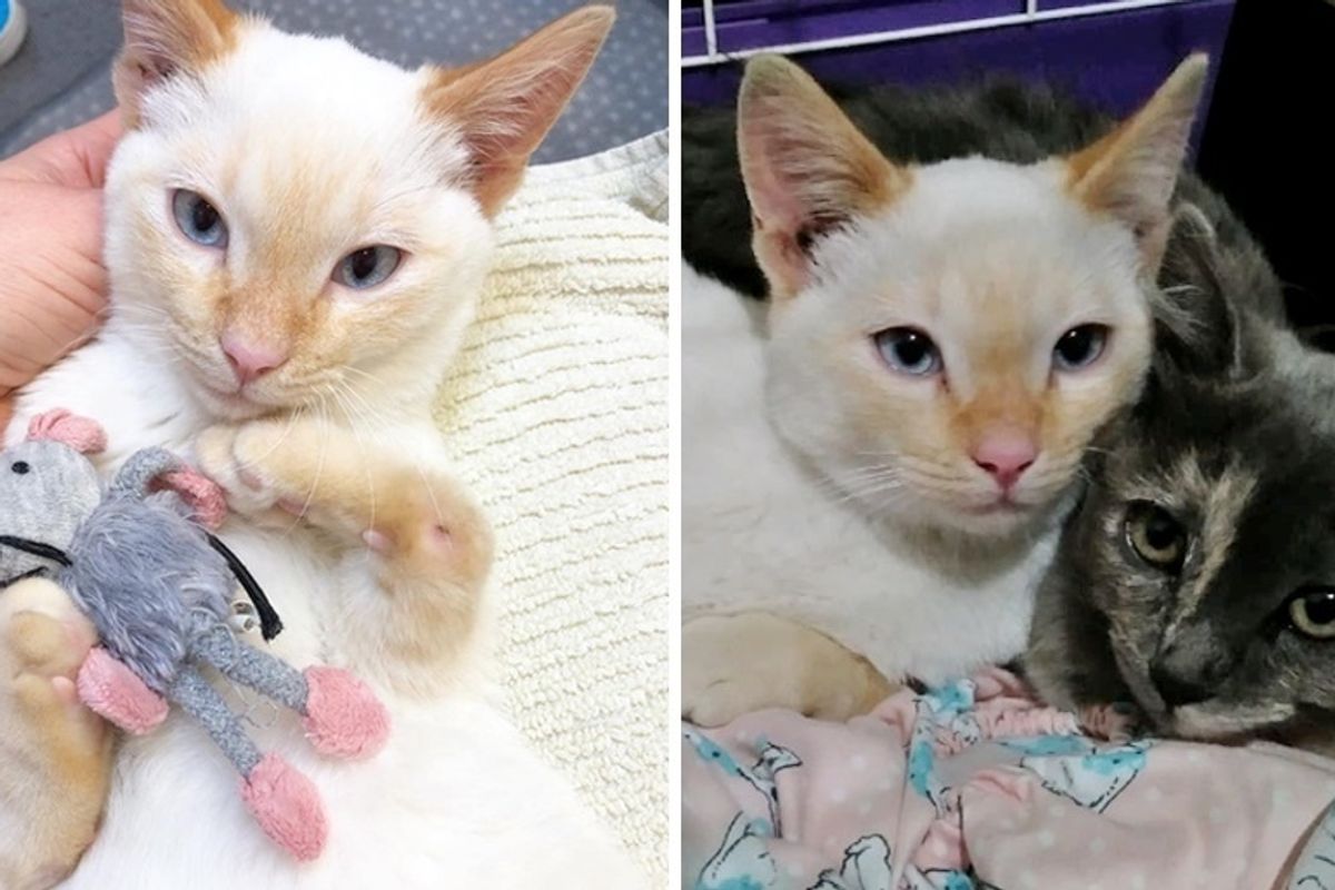Sibling Kittens Both Born Special, Keep Each Other Safe Until Help Arrives