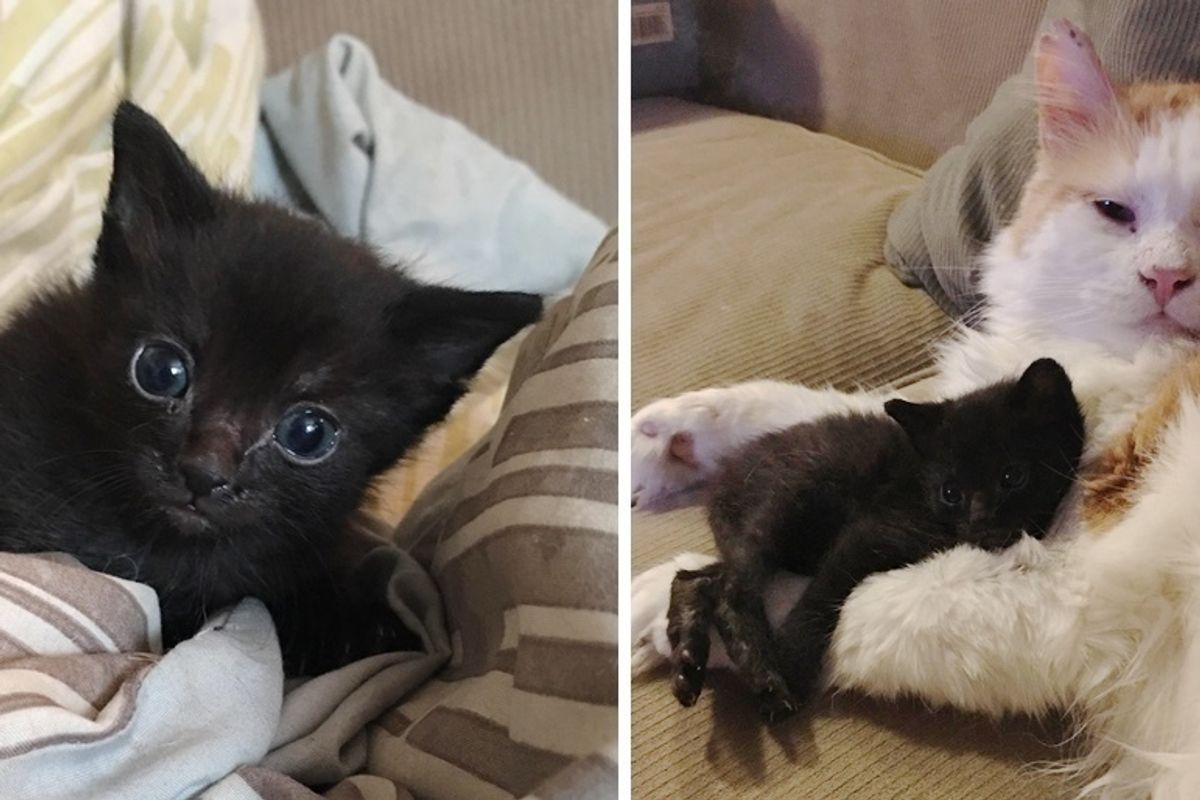 Rescuers Find Kitten in Difficult Situation and Save Him with Help from Former Feral Cat