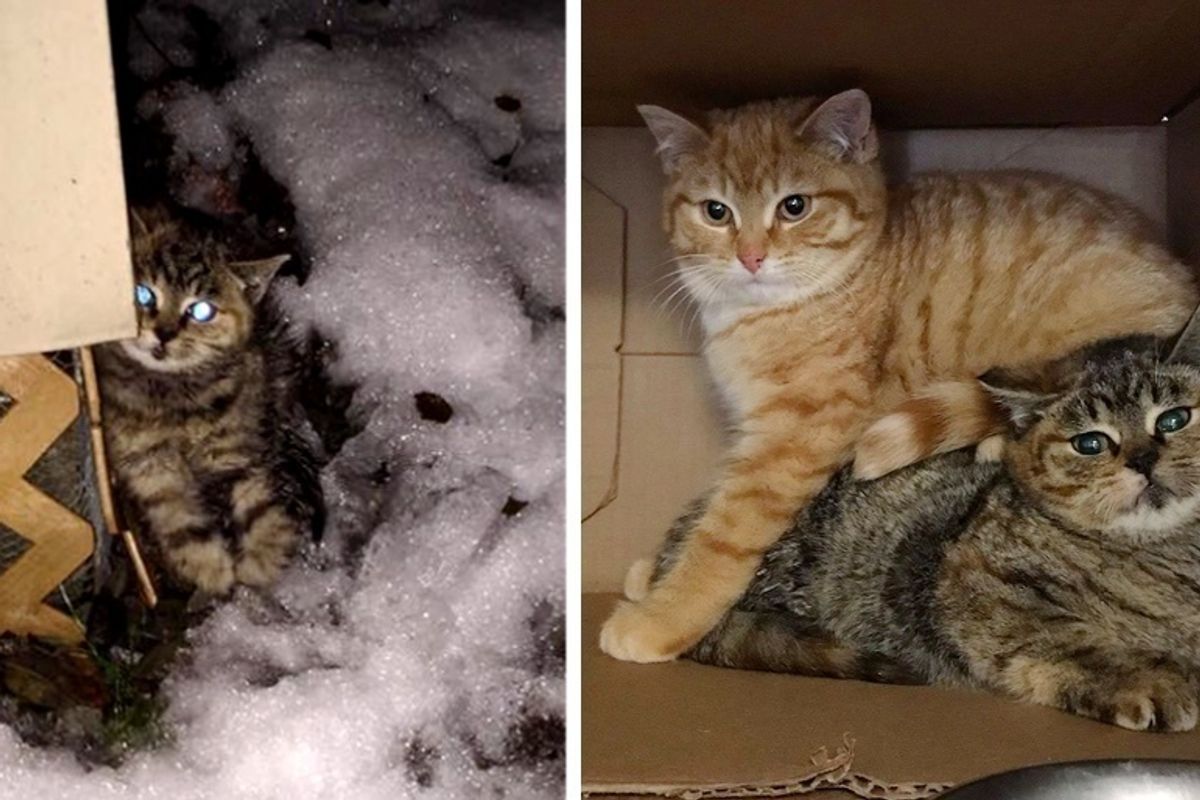 Woman Finds Wobbly Kitten Outside in the Cold and Saves Her and Her Brother Too