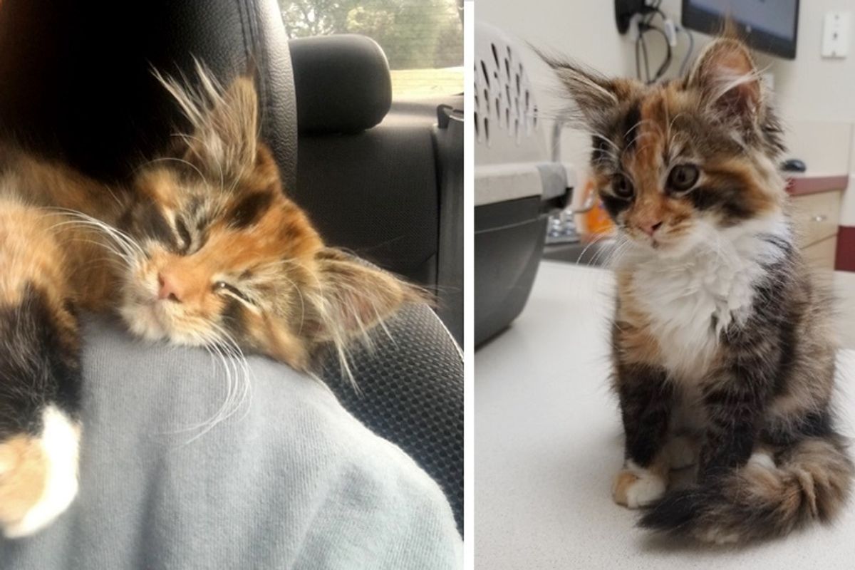 Stray Kitten Walks into Man's Apartment and Decides to Stay and Change His Life