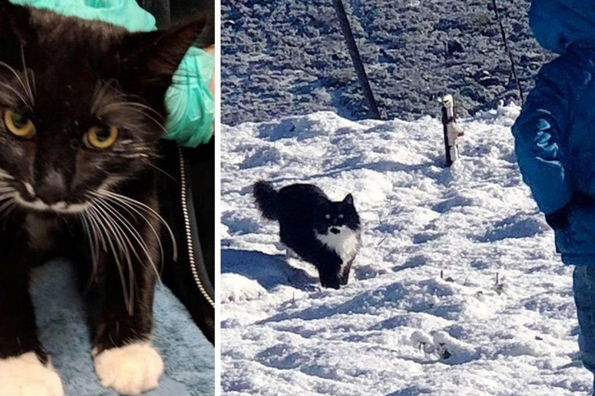 Family Gives Kittens Home, One of Them Decides to Follow and Protect Their Daughter