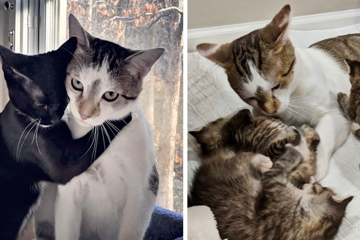 Cat Helps Raise His Kittens After He Was Rescued Along with His Best Friend from Shelter