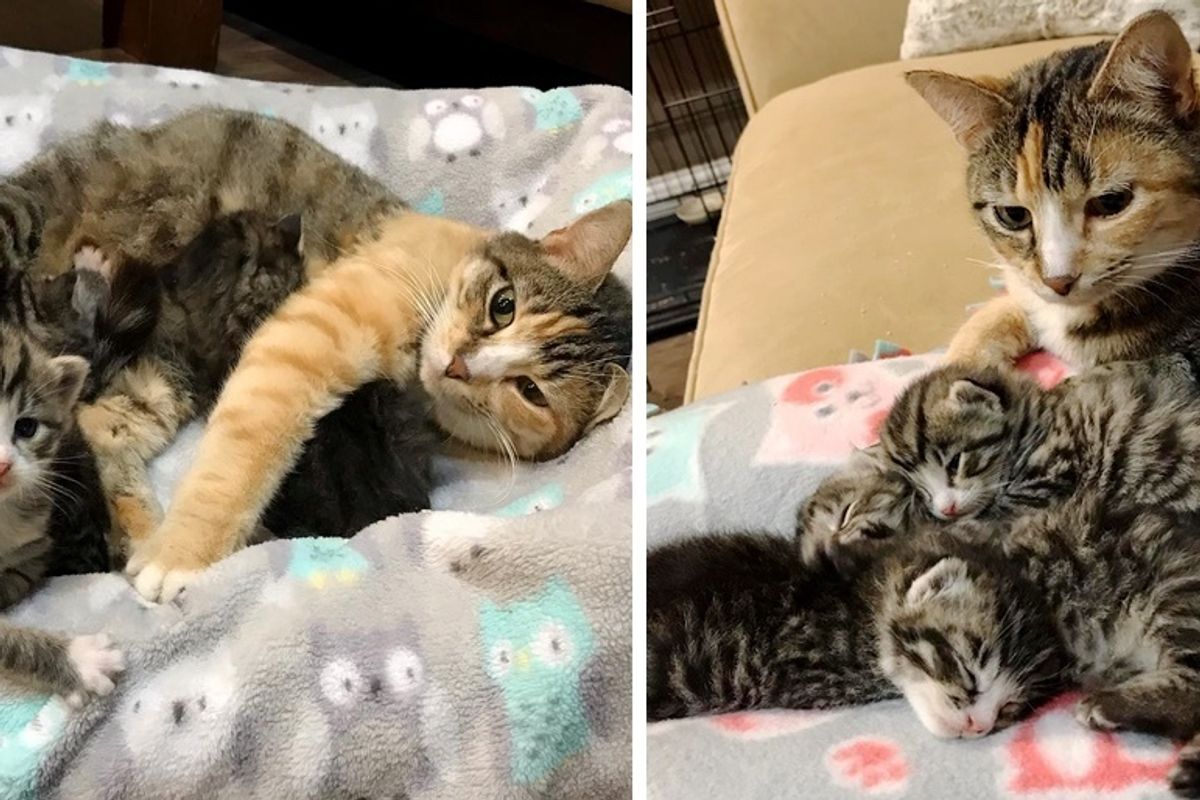 Cat Mom Keeps Her Kittens Safe in Wood Pile Until Rescue Arrives