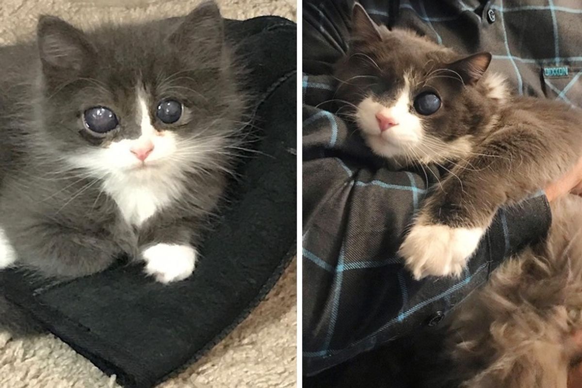Woman Gave Special Kitten a Home When No One Else Did, and Turned His Life Around