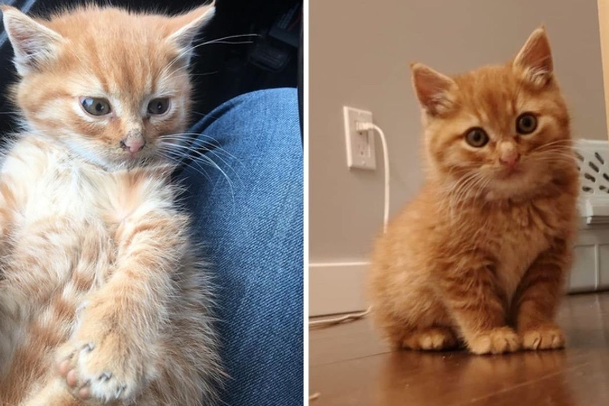 Hissy Kitten Gets His First Cuddle from Rescuer and Realizes He Can't Resist the Love