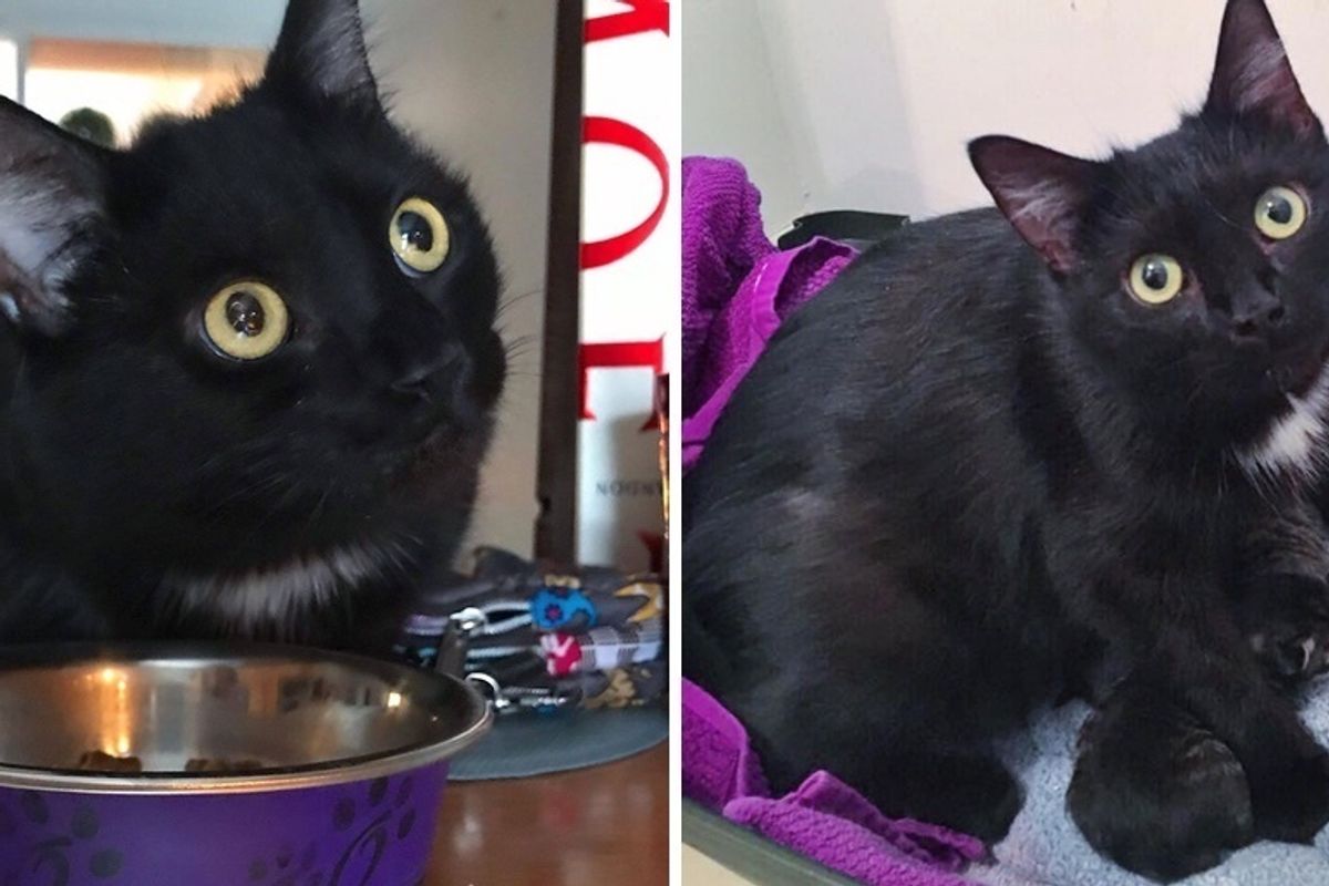 Cat Comes to Family's Doorsteps Every Day Until She Finds Safe Place for Her Kittens