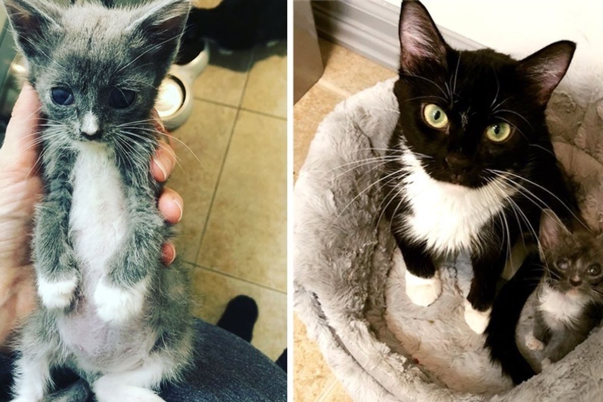 Cat So Happy When She Gets Help to Save Her Blind Kittens, She Won’t Leave Their Side