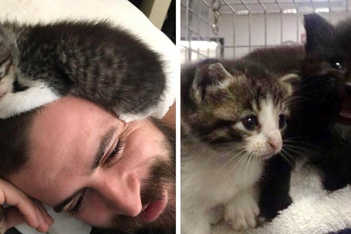 Stray Kittens Find Someone to Love After They Were Saved from Storm Drain