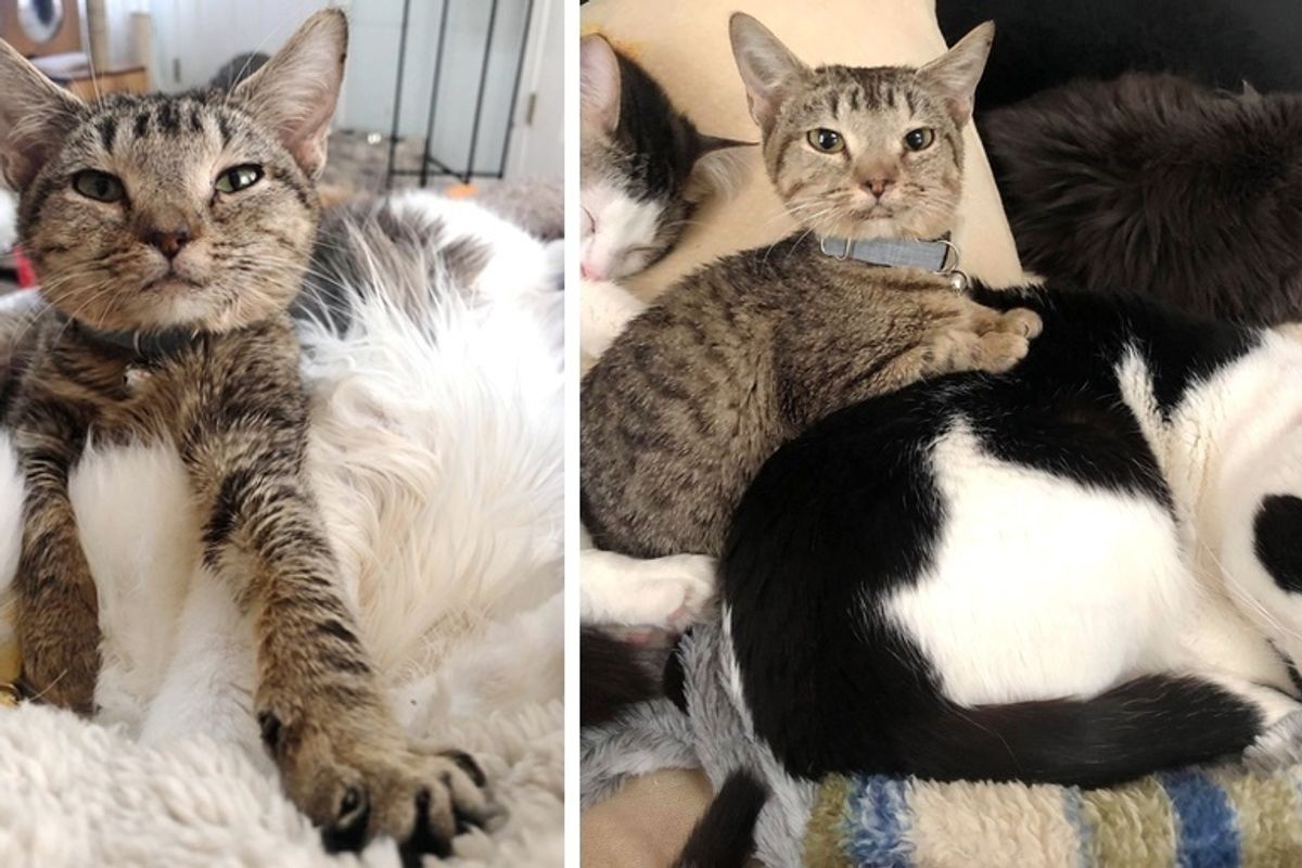 Kitten Who Can’t Grow, Comforts Other Cats with Special Needs With Cuddles Every Day