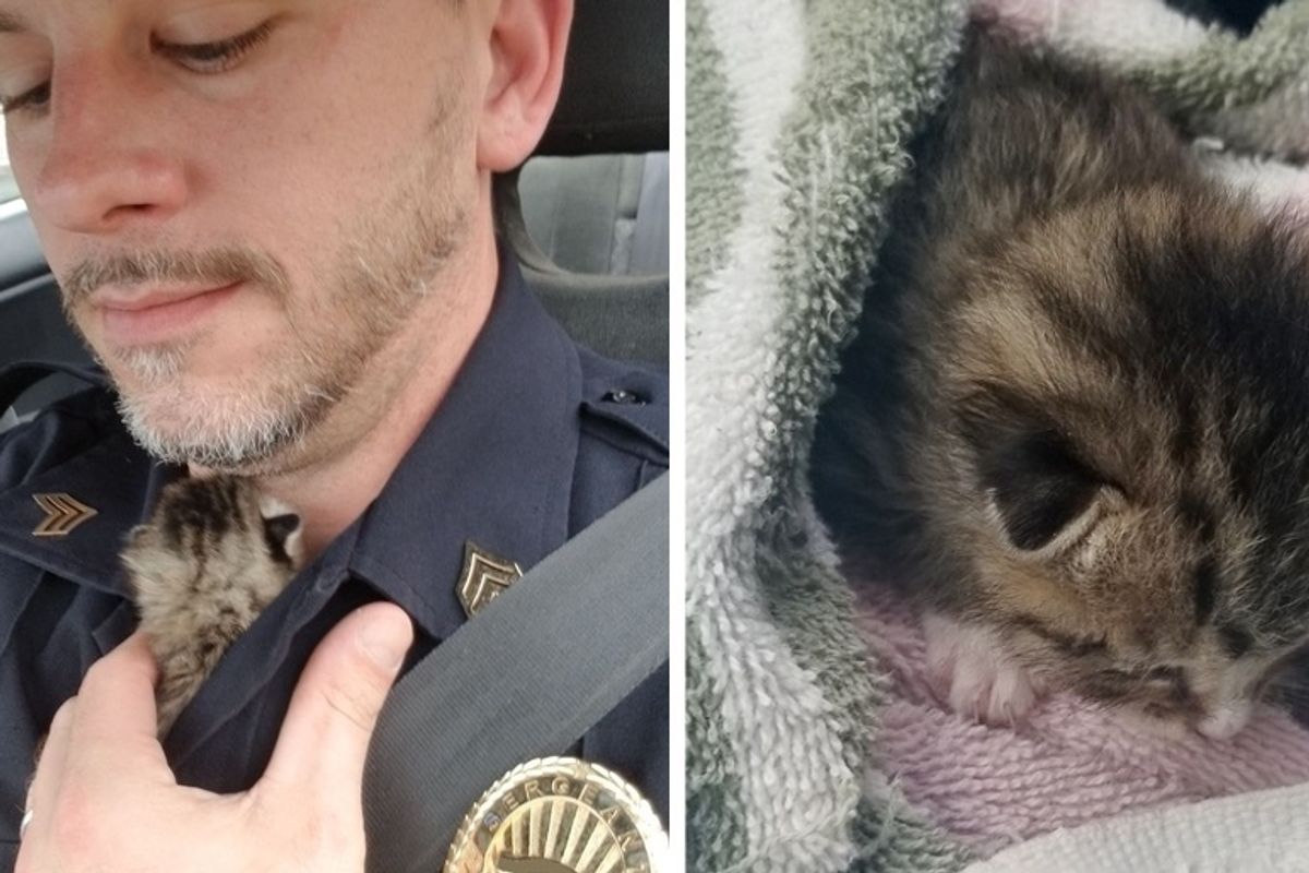 Officer Saves Kitten from Under a House When He Hears the Kitty After 2 Days of Searching