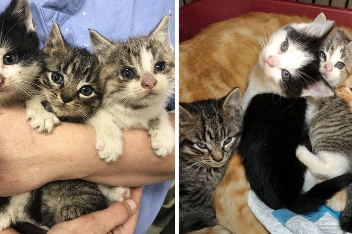 Shy Cat Tries to Hide From Everyone Until He Meets 3 Kittens Who Turn His Life Around