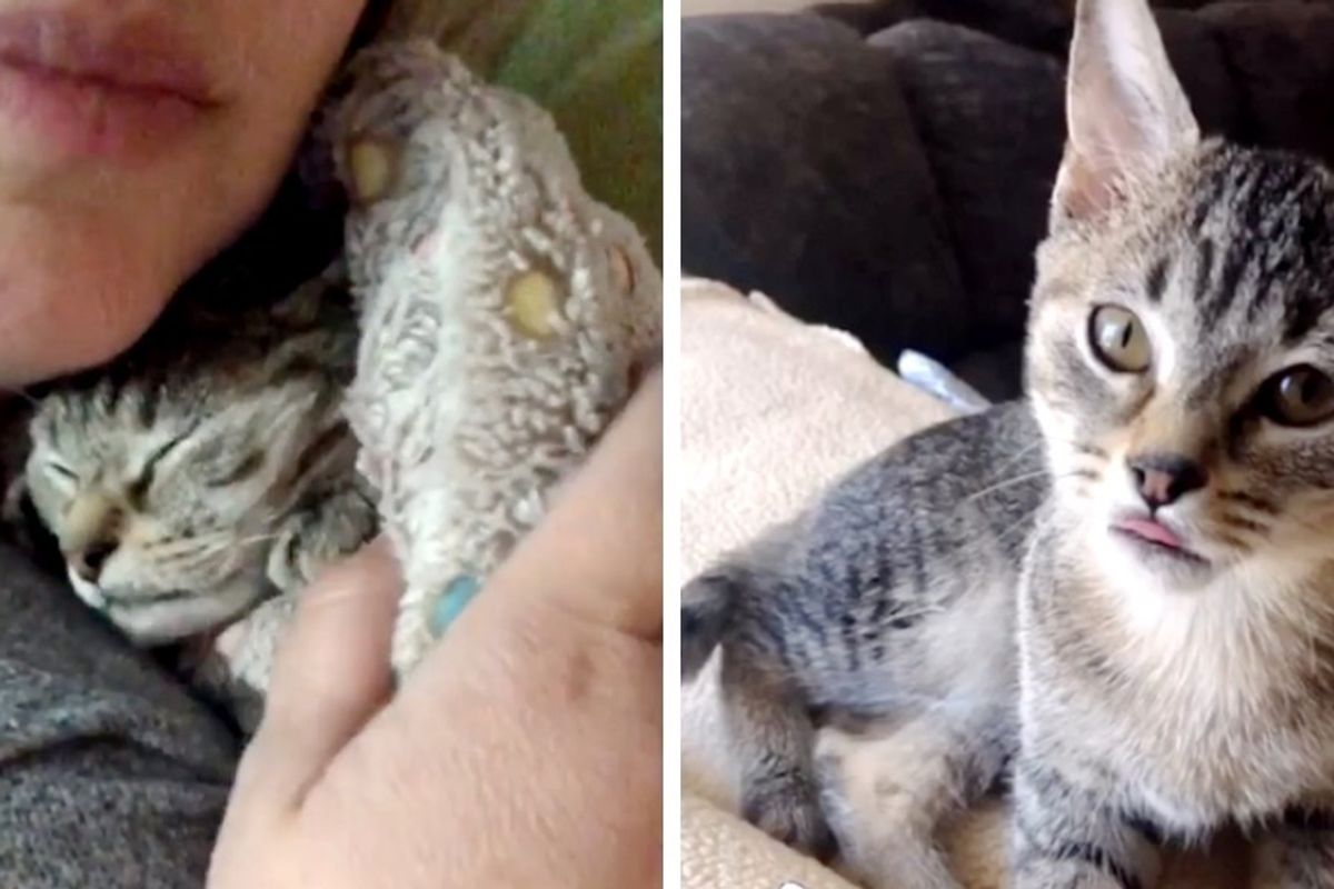 Kitten Hides Her Face in a Corner Until She Finds Kindness from Someone Who Saved Her Life