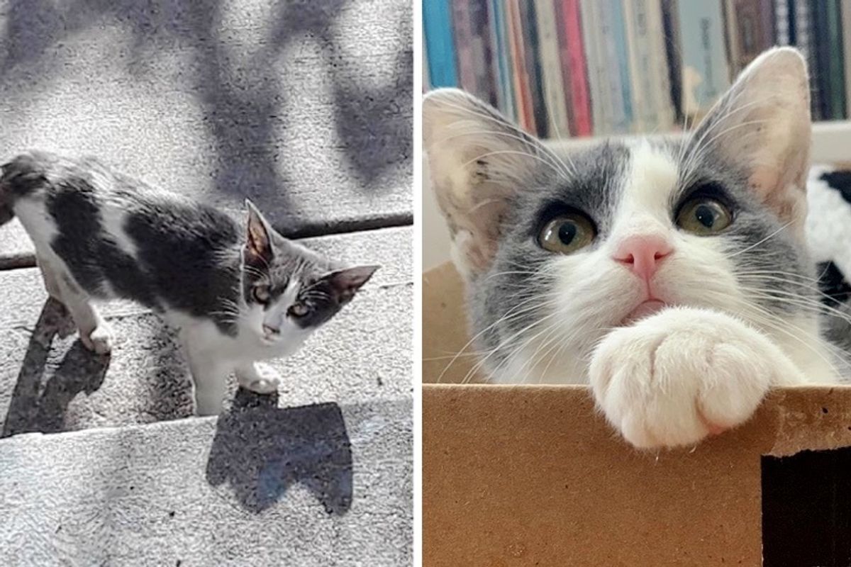 Stray Kitten Wanders from House to House Until She Finds Someone Who Won't Leave Her Behind