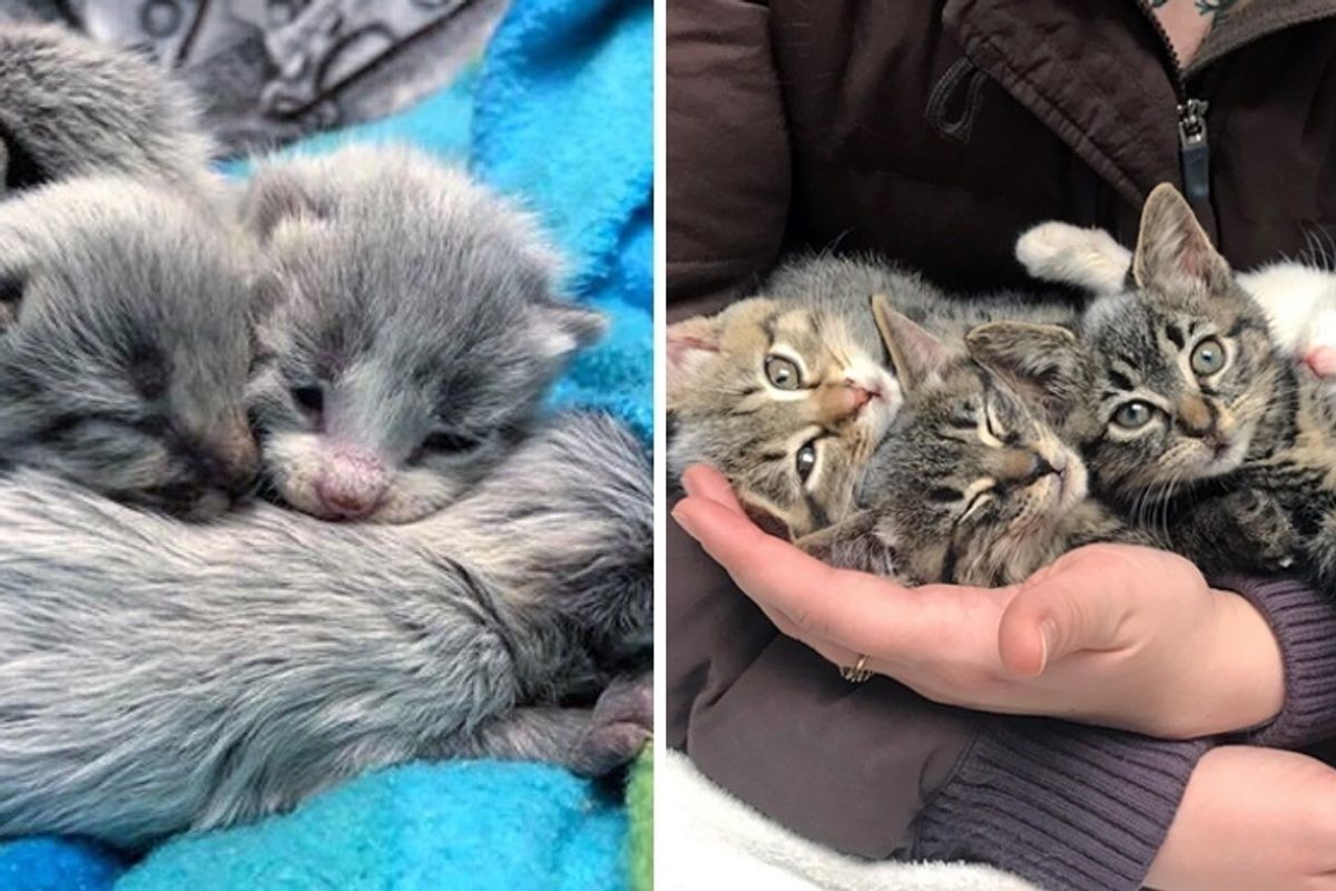 Rescued Kittens Born with Silver-gray Coat Grow Up to Be Beautiful Tabbies