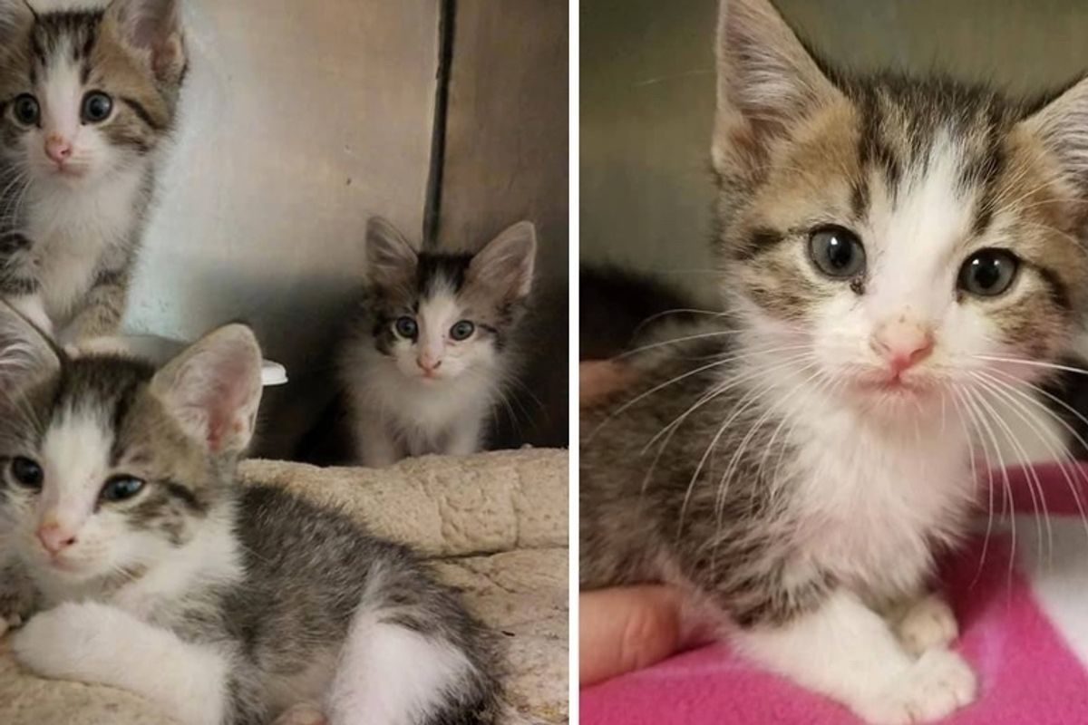 Kittens Found Abandoned at Stop Sign Have Their Lives Turned Around Through Kindness from Community