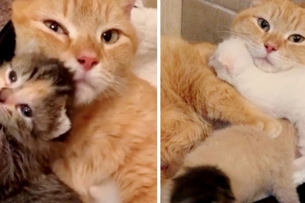 Stray Cat So Happy When Her Kittens are Saved Just in Time, She Won't Leave Their Side