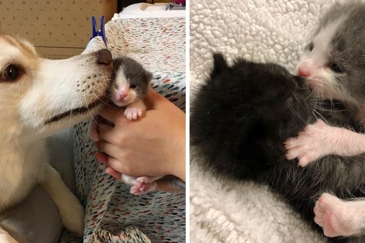 Orphaned Kittens Rescued from the Streets, Need a Mom - a Husky Decides to Help