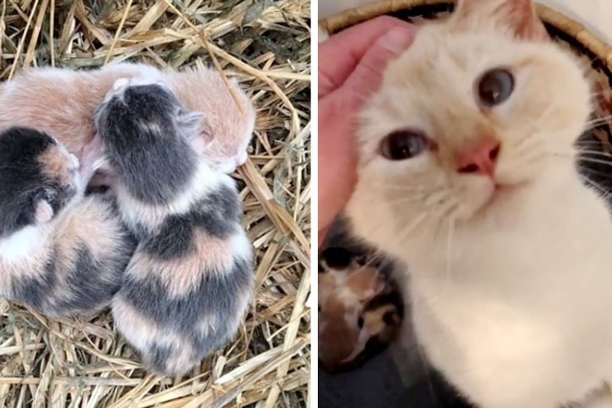 Cat Snuggles Rescuer When She Realizes Her Kittens are Safe, After She's Lived Her Life on the Streets