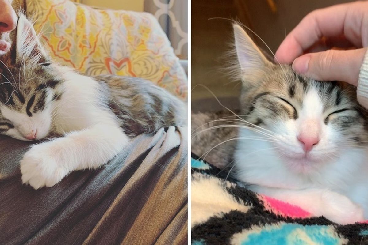 Kitten is Determined to Get Adopted After Having Gone Through 3 Foster Homes