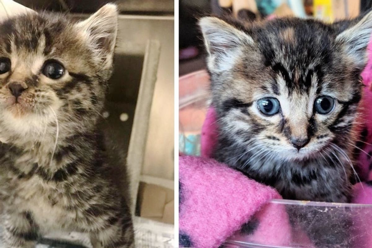 Stray Kitten So Happy When She is Finally off the Streets and Has Her Life Turned Around