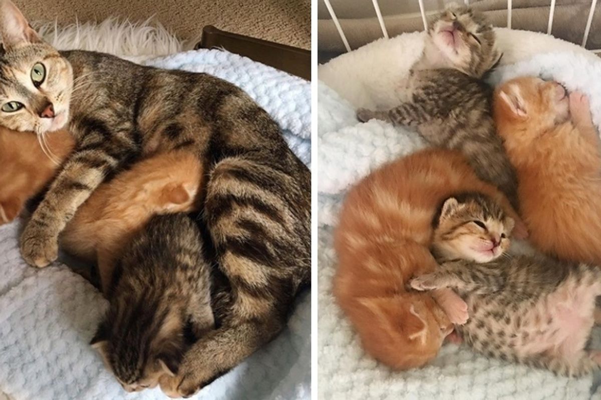 Stray Cat Comes Back to Find Her Kittens Who Were Brought to the Shelter