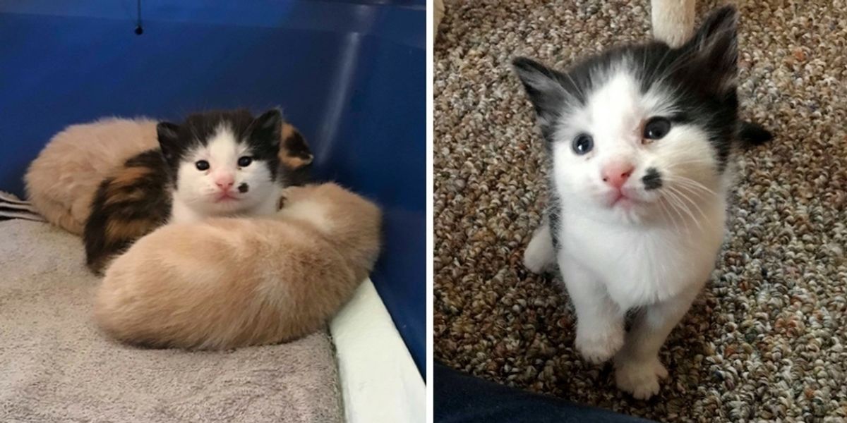 Kitty Rescue Images Rescued Cat Finds Loving Home to Have Kittens - One of Them is ...