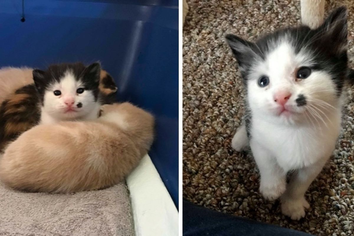 Rescued Cat Finds Loving Home to Have Kittens - One of Them is Determined to Stand Out
