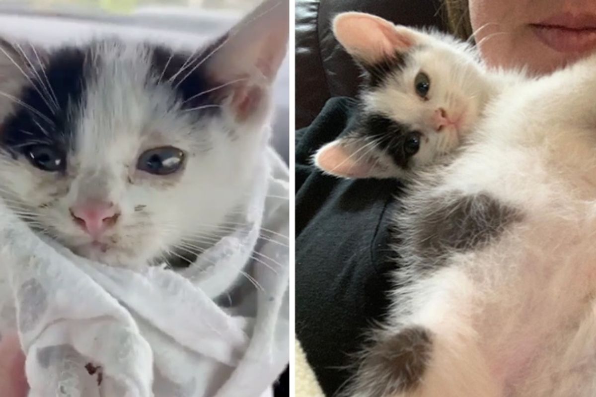 Kitten Found in Pile of Tires Gets Help Just in Time Through the Kindness of Community