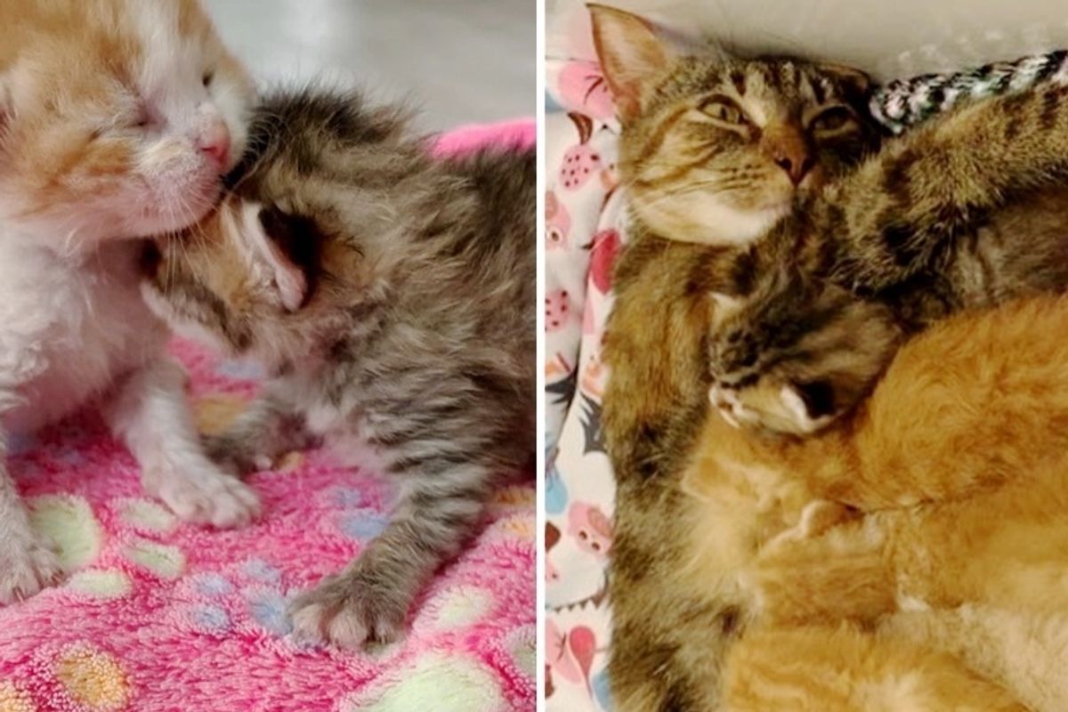 Orphaned Kittens Adopted By Cat Who Was Found in a Box Outside Just Like Them