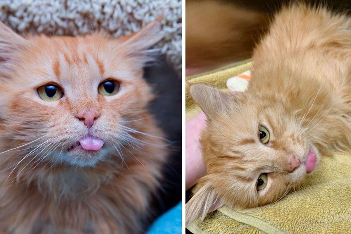 Cat Completely Transformed After Rescue - She is Almost Toothless But Can’t Stop Purring