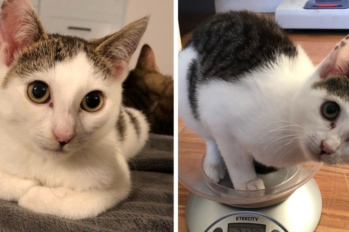 Kitten Who Came with a Head-tilt, Has Her Life Turned Around When She Finds a Foster Home