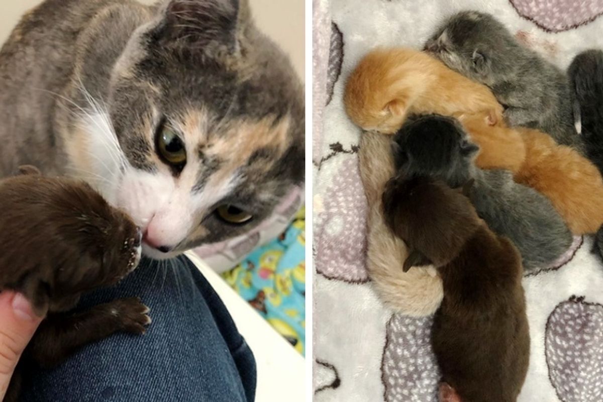 Rescued Cat Gives Orphaned Puppy a Family and Raises Him Along with Her Kittens