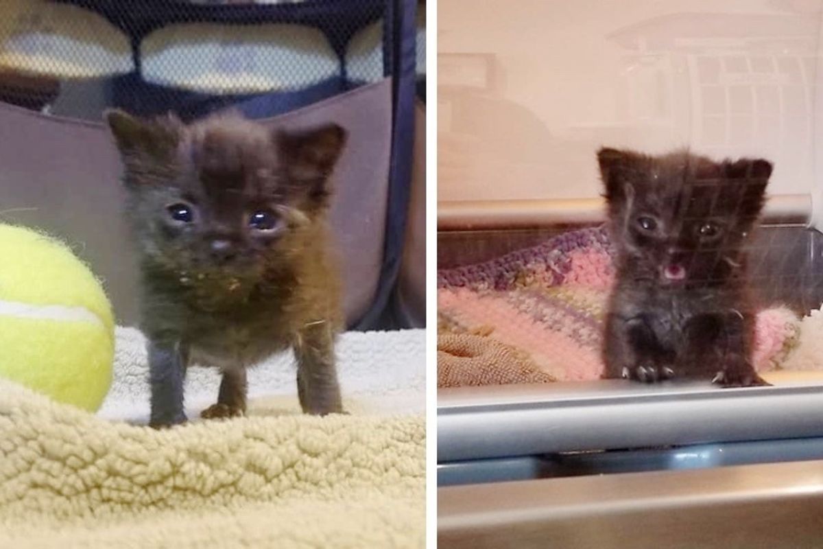 Rescued Kitten, Size of Tennis Ball, Has a Big Meow and is Determined to Grow