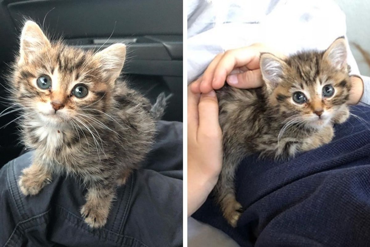 Stray Kitten Can't Stop Cuddling His Foster Family After They Turned His Life Around