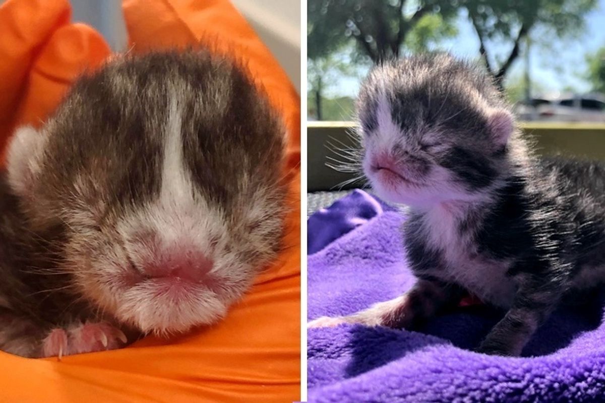 Kitten Who Was Born Very Special, Gets Help Just in Time and is Determined to Live and Thrive