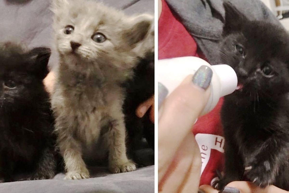 Rescuer Saves Kittens from Burned House and Goes Back to Find Their Remaining Sibling