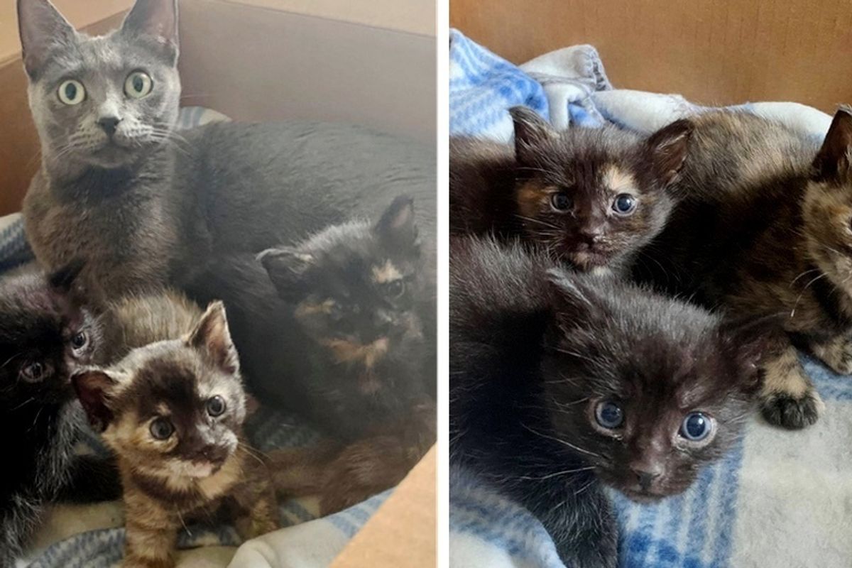 Rescued Cat and Her 3-Pawed Kittens Travel Across States for a Chance at Better Life