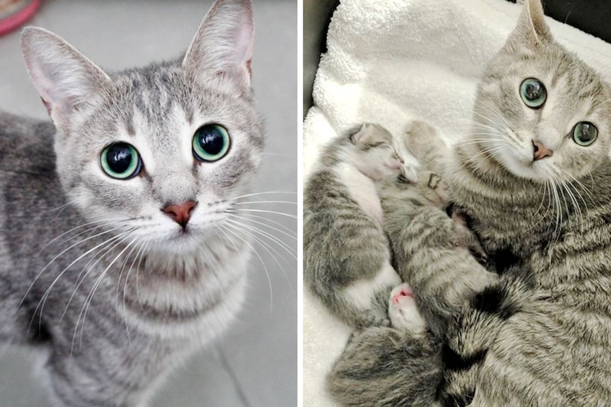 Stray Cat Gets Help from Woman She Befriended So Her Kittens Born Special Can Thrive