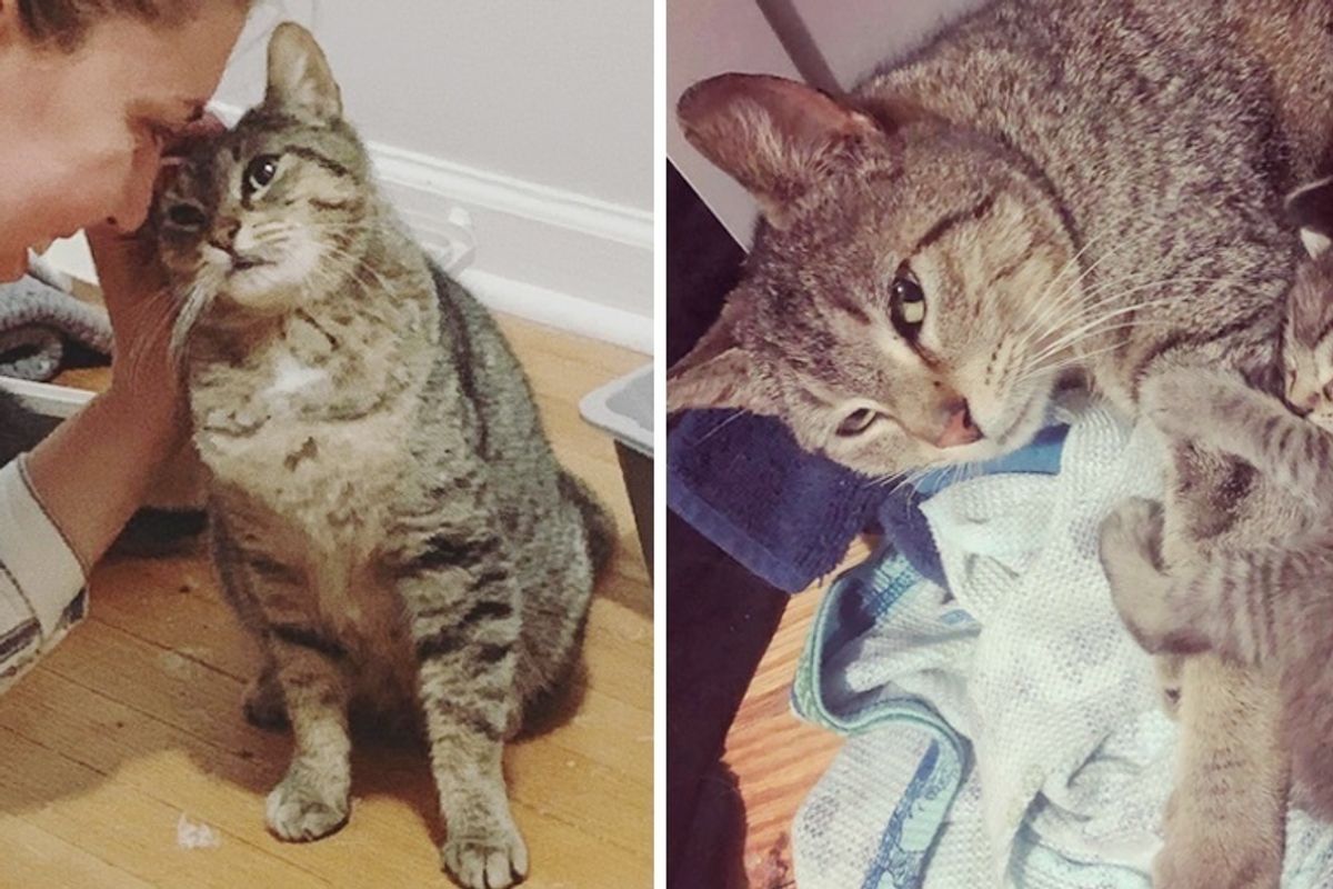 Stray Cat Sneaks Into Someone’s House to Have Kittens and It Saves Her Life