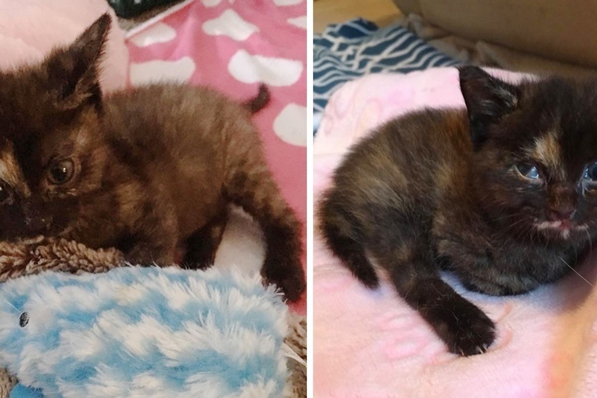 Wobbly Kitten Outlives Everyone's Expectations and Grows Up to Be the Happiest Cat