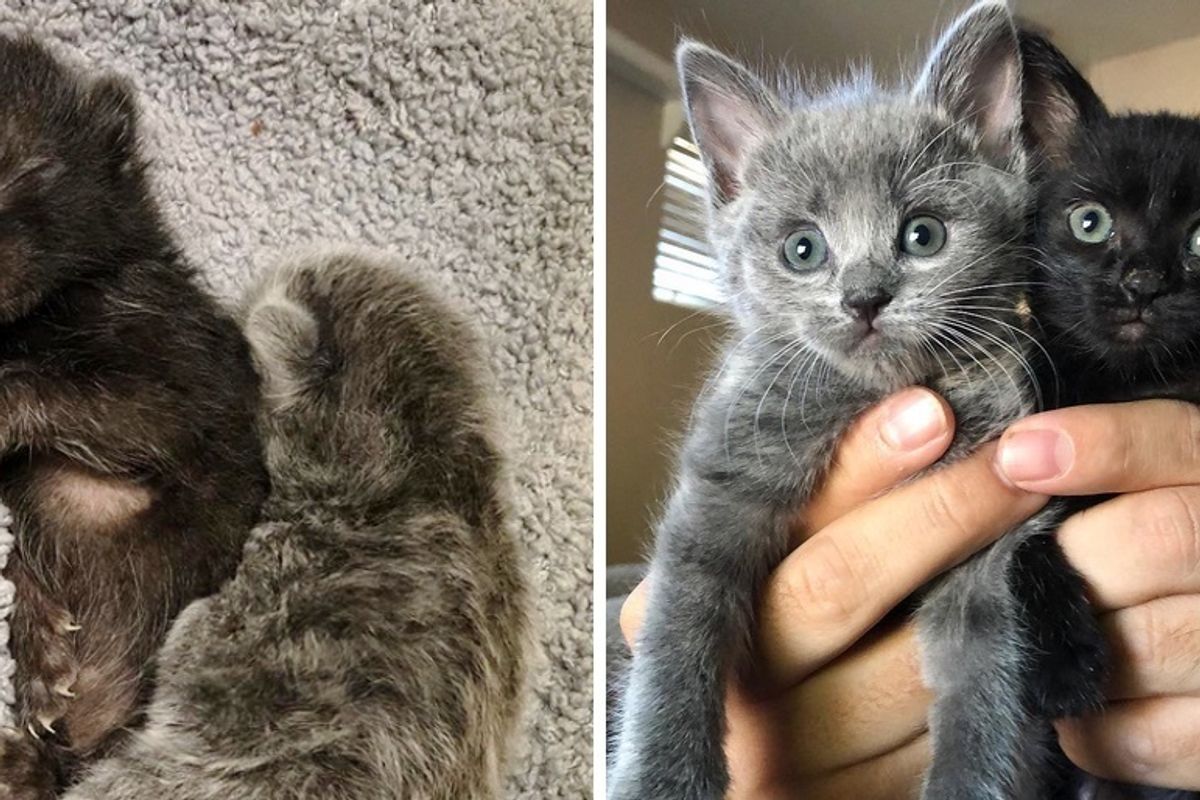 Kitten Clings to Her Sister After They Were Found at a School - Foster Home Turns Their Lives Around