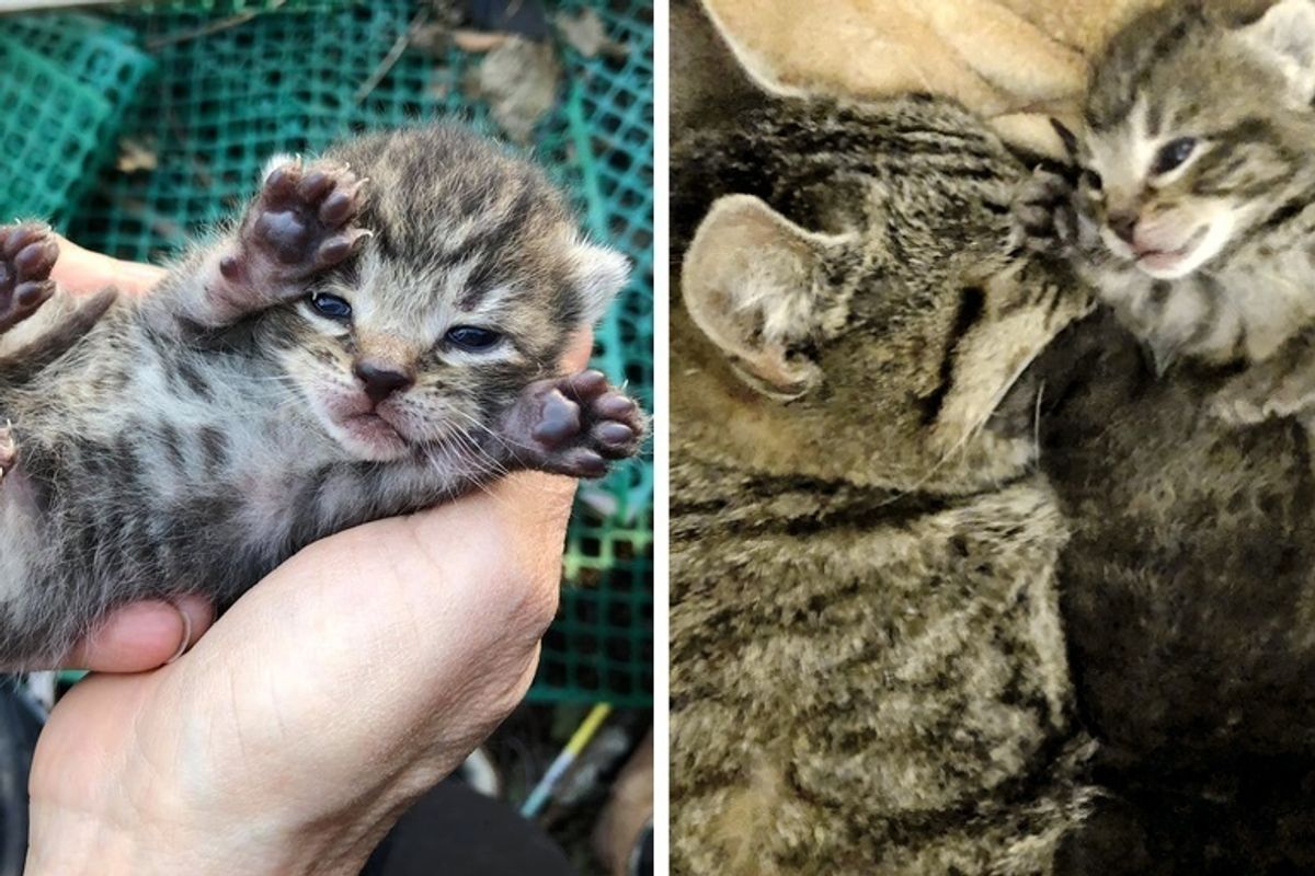 Woman Comes Back to Save Kittens and Cat Mom After Finding Their Nest in a Yard