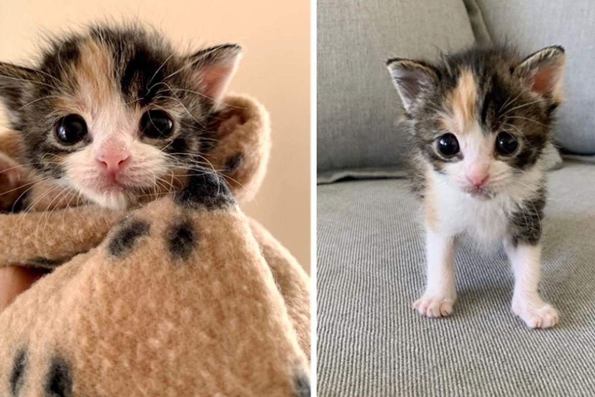Homeowner Discovers Orphaned Kitten Under Their House After Seeing Stray Cats in Neighborhood