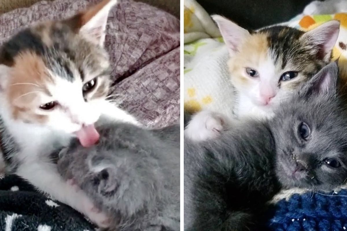 Orphaned Kitten Adopts Another Rescued Kitty Who Needed a Friend