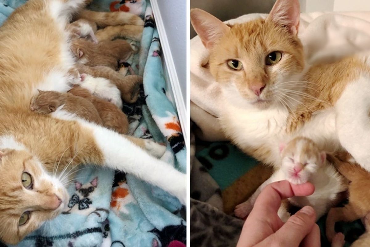 Farm Cat Purrs Up a Storm When She Finds Safe Home to Have Kittens