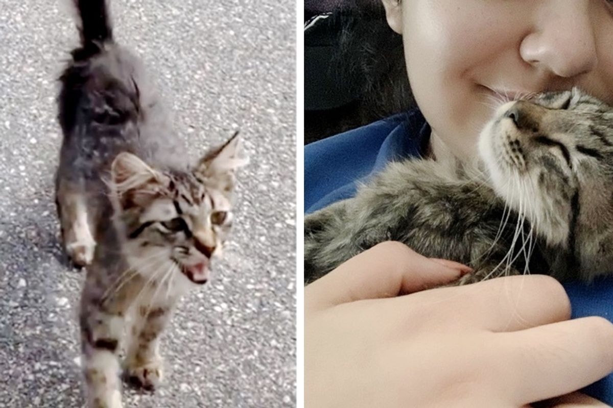 Stray Kitten Walks Up to Dog Walker and Insists on Going Home with Her