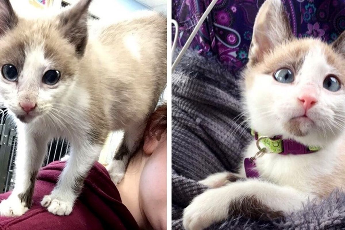 Volunteer Came to Foster a Rescued Kitten But the Kitty Had Plans of His Own