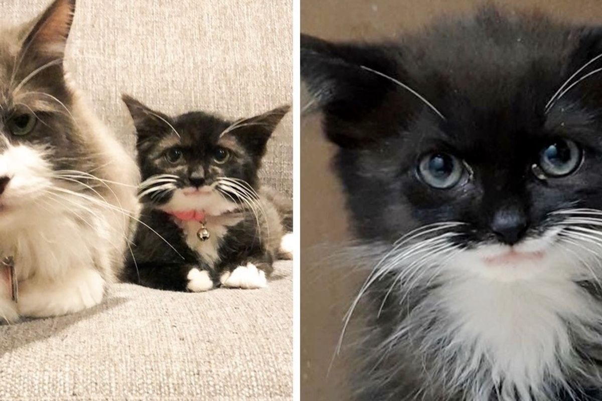 Kitten Who Can't Blink Like Other Cats, Has a Constant Smile and Friend to Rely on