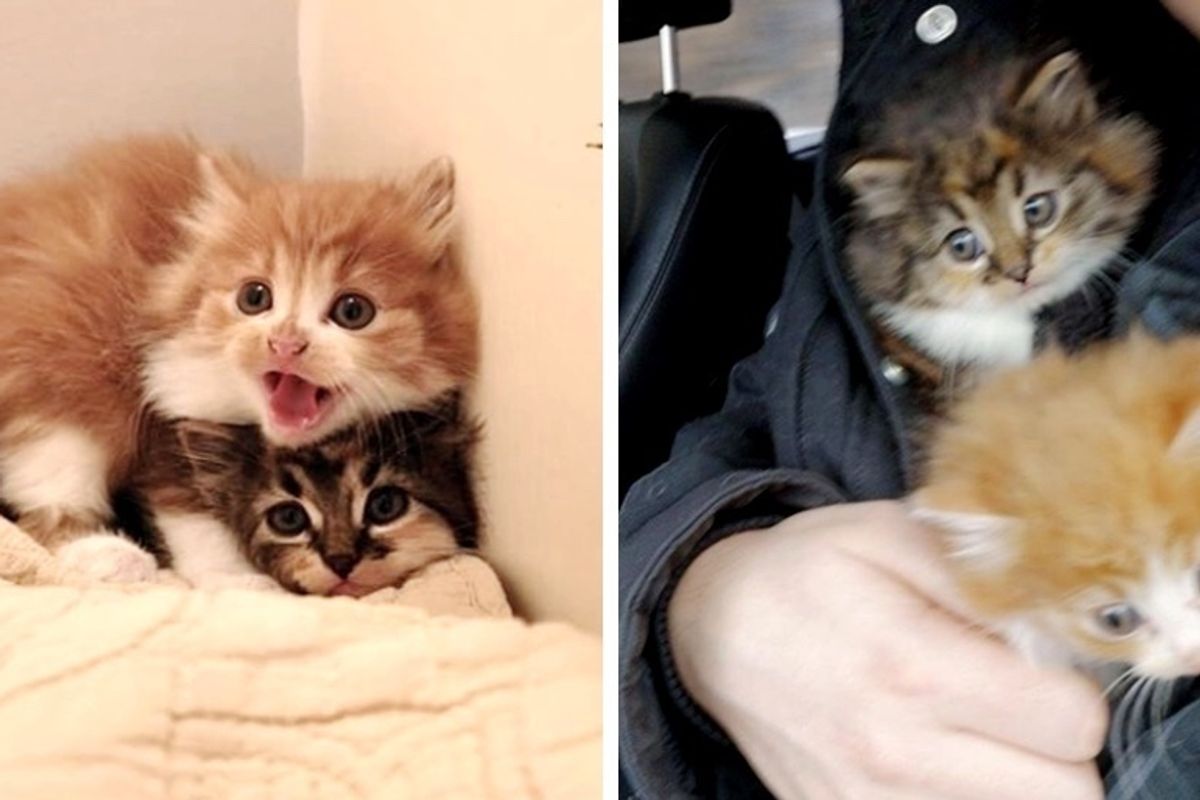 Cat Brought Home 3 Kittens that Needed Help But They Weren't Hers
